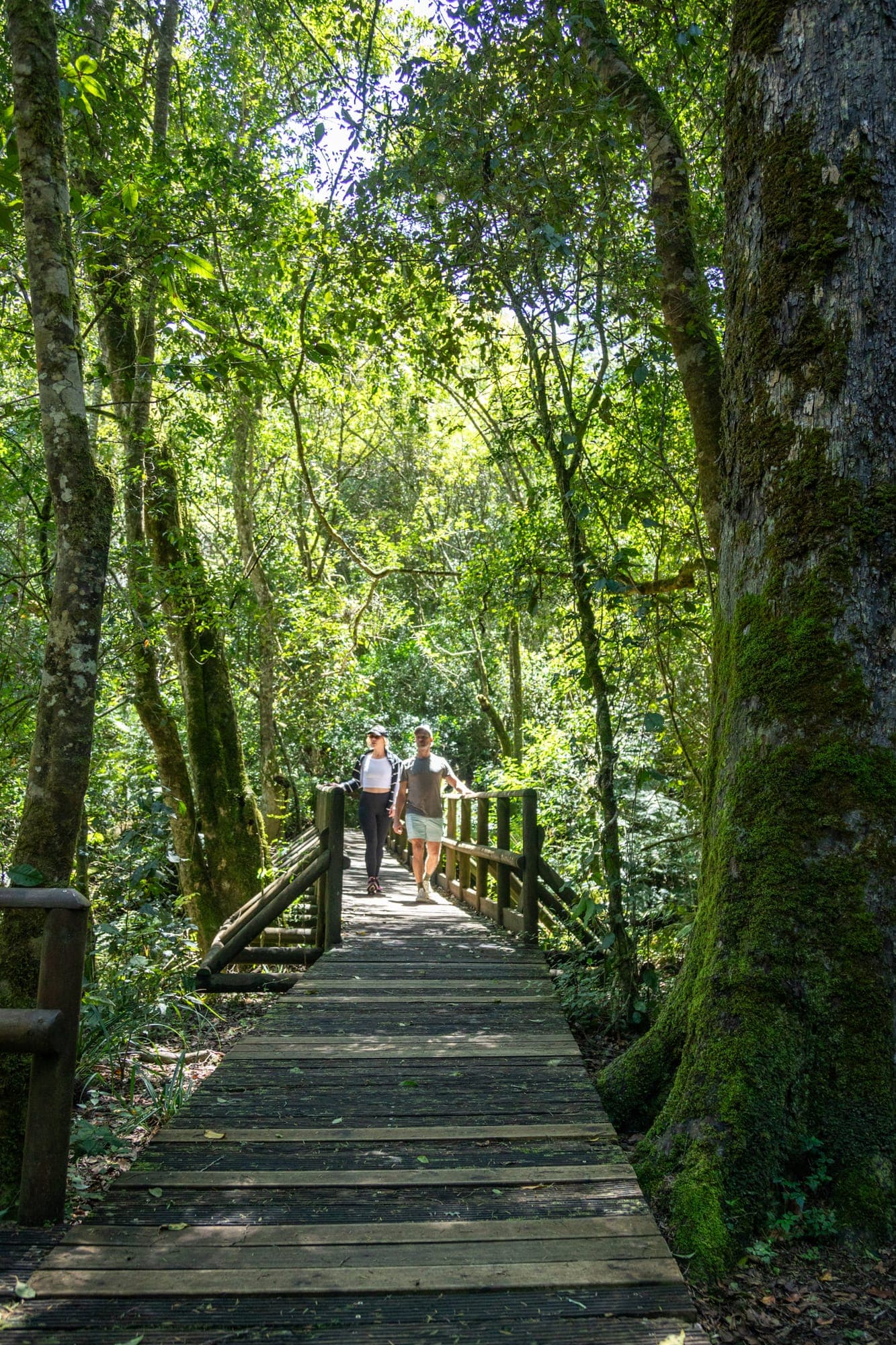 Indigenous Forest Walks