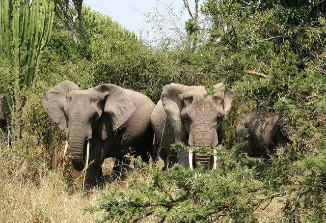 Knysna Elephant Park