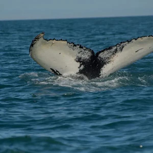 Whale Watching